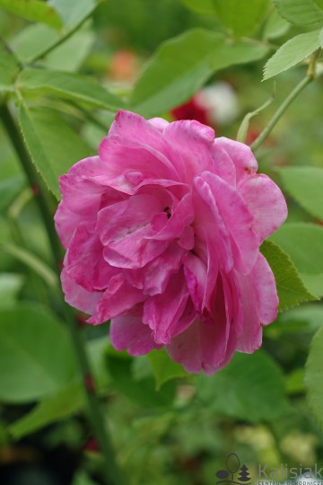 Rosa 'La Reine Victoria' (Róża wielkokwiatowa)  - C2