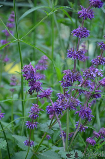 Salvia verticillata 'Purple Rain' (Szałwia okręgowa)  - C3