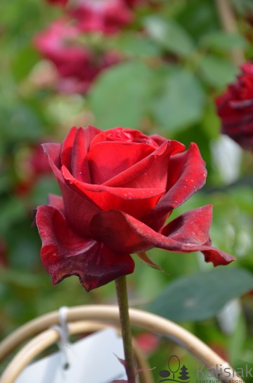 Rosa 'Admiral' (Róża nostalgiczna)  - C5