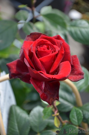 Rosa 'Admiral' (Róża wielkokwiatowa)  - C5