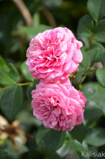 Rosa 'Baronesse' (Róża nostalgiczna)  - C5