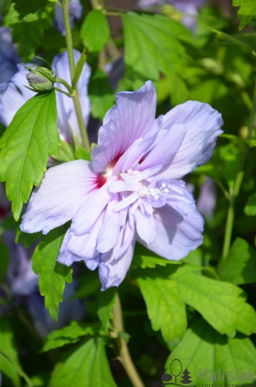 Hibiscus syriacus 'Blue Chiffon' (Ketmia syryjska)  - C9