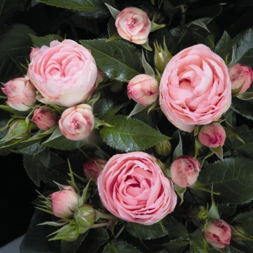 Rosa 'Lovely Rokoko' (Róża rabatowa)  - C5