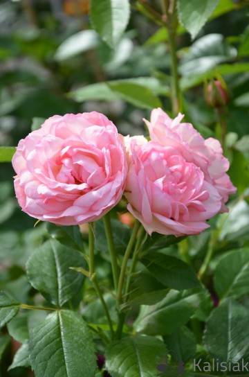 Rosa 'Magic Rokoko' (Róża rabatowa)  - C5