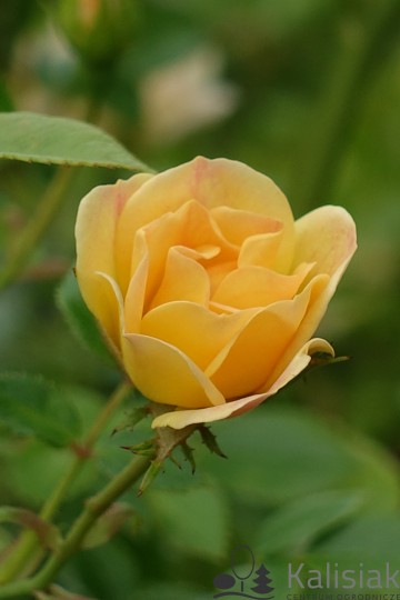 Rosa 'Yellow Fairy' (Róża okrywowa)  - C2