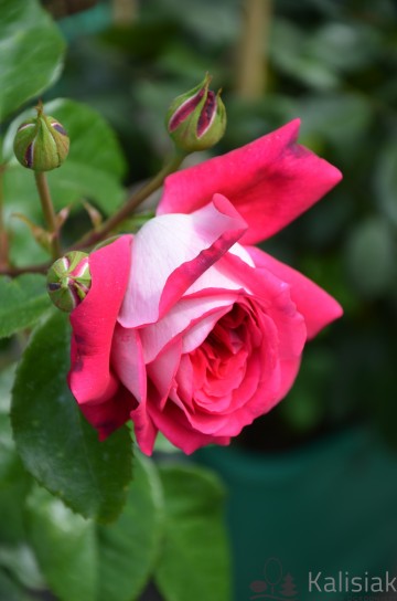 Rosa 'Maxim' (Róża wielkokwiatowa)  - C5