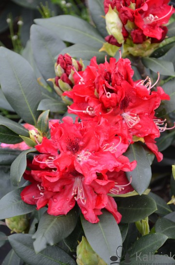 Rhododendron 'Karl Neue' (Różanecznik)  - C4
