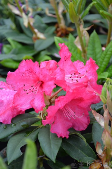 Rhododendron 'Andantino' (Różanecznik)  - C4