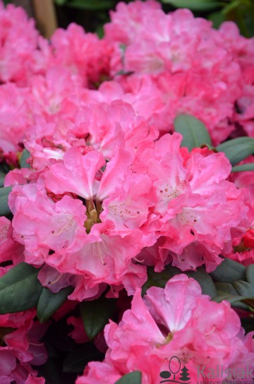 Rhododendron 'Anuschka' (Różanecznik)  - C7.5