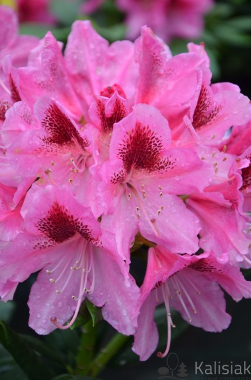 Rhododendron 'Cosmopolitan' (Różanecznik)  - C3 PA