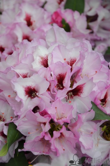 Rhododendron 'Danuta' (Różanecznik)  - C4
