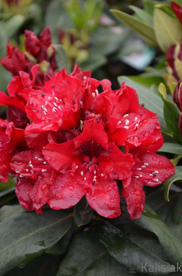 Rhododendron 'Matador' (Różanecznik)  - C4