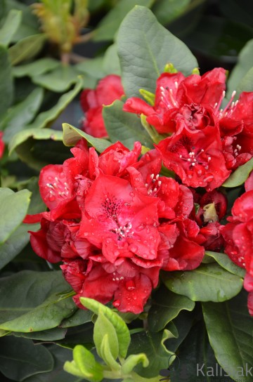 Rhododendron 'Negrito' (Różanecznik)  - C7.5