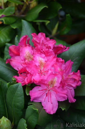 Rhododendron 'Pearce's American Beauty' (Różanecznik)  - C4