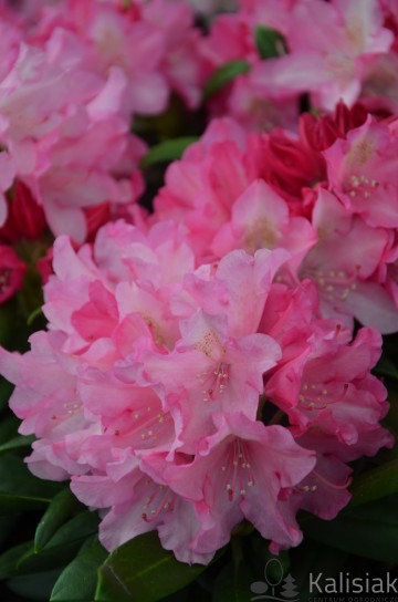Rhododendron yakushimanum 'Polaris' (Różanecznik jakuszimański)  - C7.5