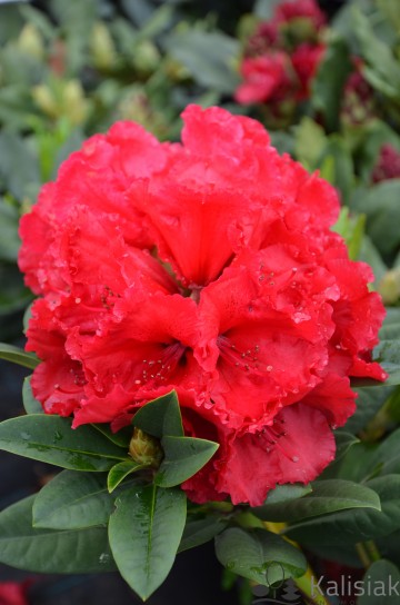 Rhododendron 'Red Jack' (Różanecznik)  - C4
