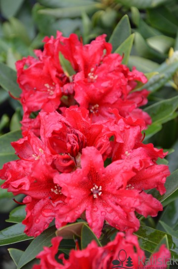 Rhododendron 'Taragona' (Różanecznik)  - C4