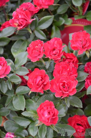 Rosa ZEPETI 'Meibenbino' (Róża miniaturowa)  - C5