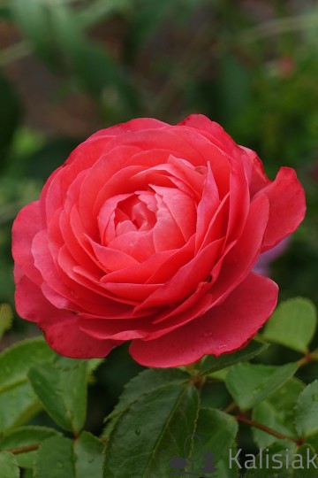 Rosa 'Rosanna' (Róża pnąca)  - C5