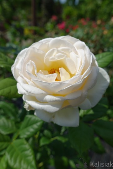 Rosa STARLET ROSES 'Uetersener Klosterrose' (Róża pnąca)  - C5