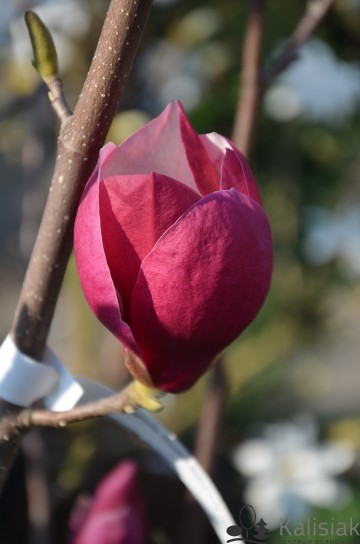 Magnolia soulangeana 'Rustica Rubra' (Magnolia Soulange'a)  - C4