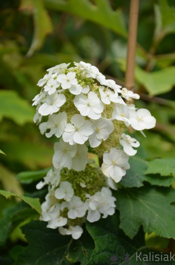 Hydrangea quercifolia 'Munchkin' (Hortensja dębolistna)  - C5
