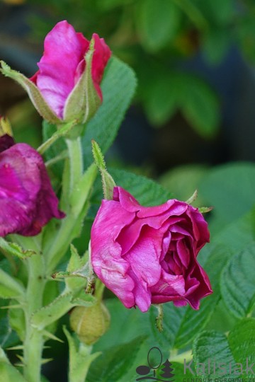 Rosa rugosa EXCEPTION 'Rotes Meer' (Róża pomarszczona)  - C3