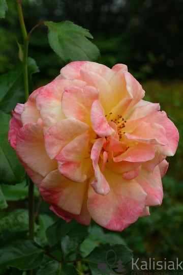 Rosa 'Moonlight' (Róża pnąca)  - C5