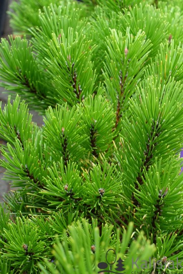 Pinus mugo 'Winter Gold' (Sosna kosodrzewina)  - C5