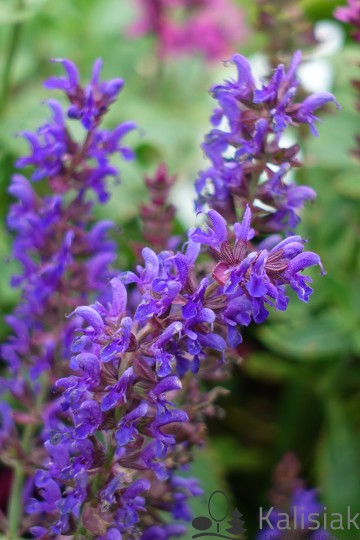 Salvia nemorosa 'Blue Bouquetta' (Szałwia omszona)  - P11
