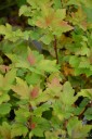 Physocarpus opulifolius 'Luteus' (Pęcherznica kalinolistna)  - C5 PA