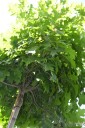 Quercus palustris 'Green Dwarf' (Dąb błotny)  - C7.5 PA