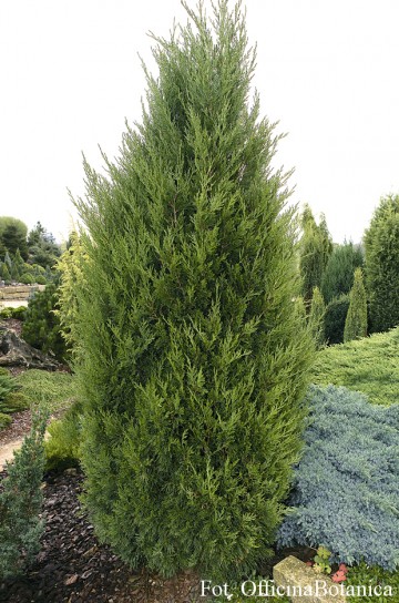 Juniperus chinensis 'Spartan' (Jałowiec chiński)  - C3