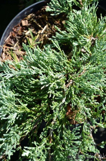 Juniperus horizontalis 'Glacier' (Jałowiec płożący)  - C3