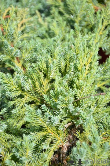 Juniperus squamata 'Blue Carpet' (Jałowiec łuskowaty)  - C3