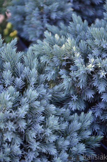 Juniperus squamata 'Blue Star' (Jałowiec łuskowaty)  - C3