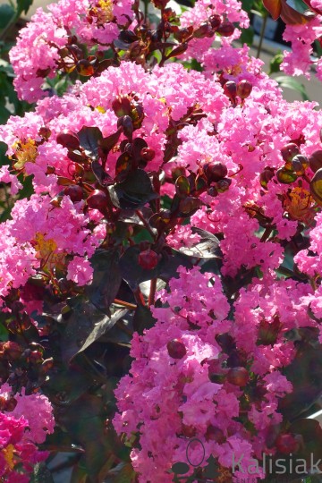 Lagerstroemia indica 'Rhapsody in Pink' (Lagerstremia indyjska)  - C9 PA