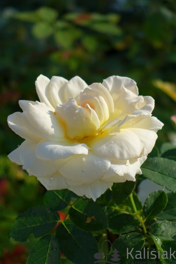 Rosa 'Kosmos' (Róża rabatowa)  - C5