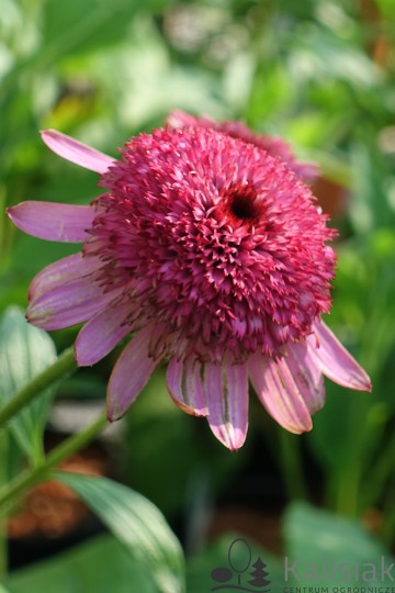 Echinacea 'Summer Candy' (Jeżówka)  - P11