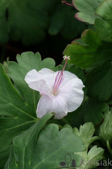 Geranium cantabrigiense 'Biokovo' (Bodziszek kantabryjski)  - AN12