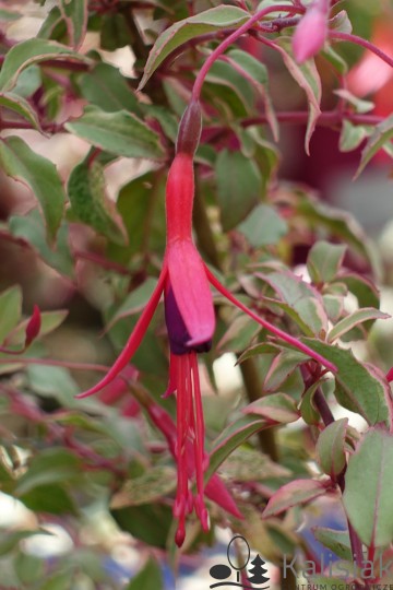 Fuchsia magellanica 'Tricolor' (Fuksja magellańska)  - C2