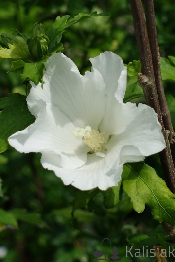 Hibiscus syriacus 'Eleonore' (Ketmia syryjska)  - C9
