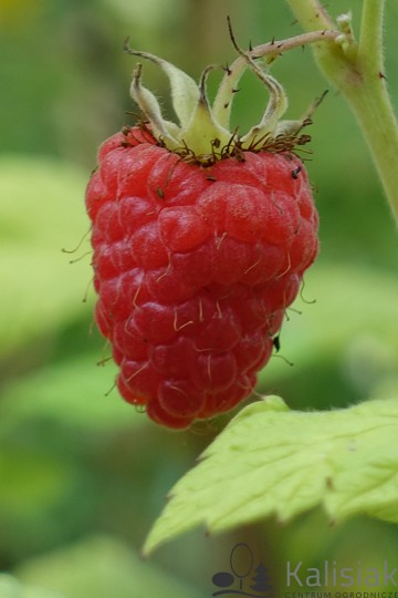 Rubus idaeus 'Sokolica' (Malina)  - C2