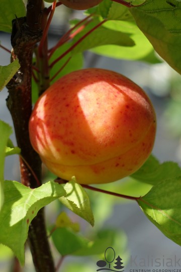 Prunus armeniaca 'Harcot' (Morela)  - C5