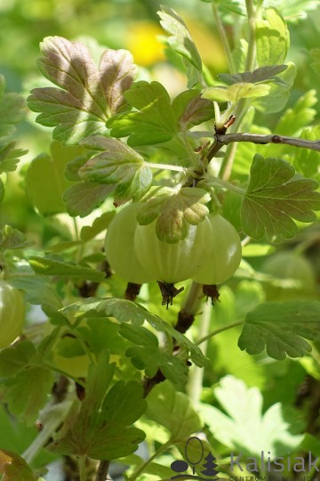 Ribes uva-crispa 'Hinnonmaki Gelb' (Agrest)  - C5