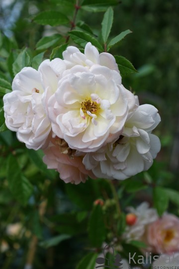 Rosa 'Ghislaine de Feligonde' (Róża pnąca)  - C2
