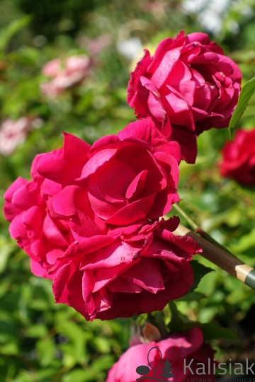 Rosa 'Paul's Scarlet Climber' (Róża pnąca)  - C2