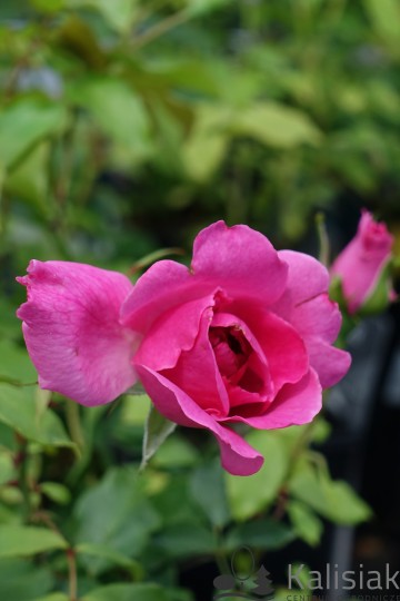 Rosa 'Pink Cloud' (Róża pnąca)  - C2