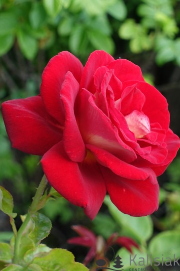 Rosa 'Bicolette' (Róża wielokwiatowa)  - C2