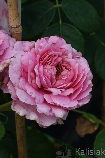 Rosa 'Eisvogel' (Róża wielkokwiatowa)  - C5